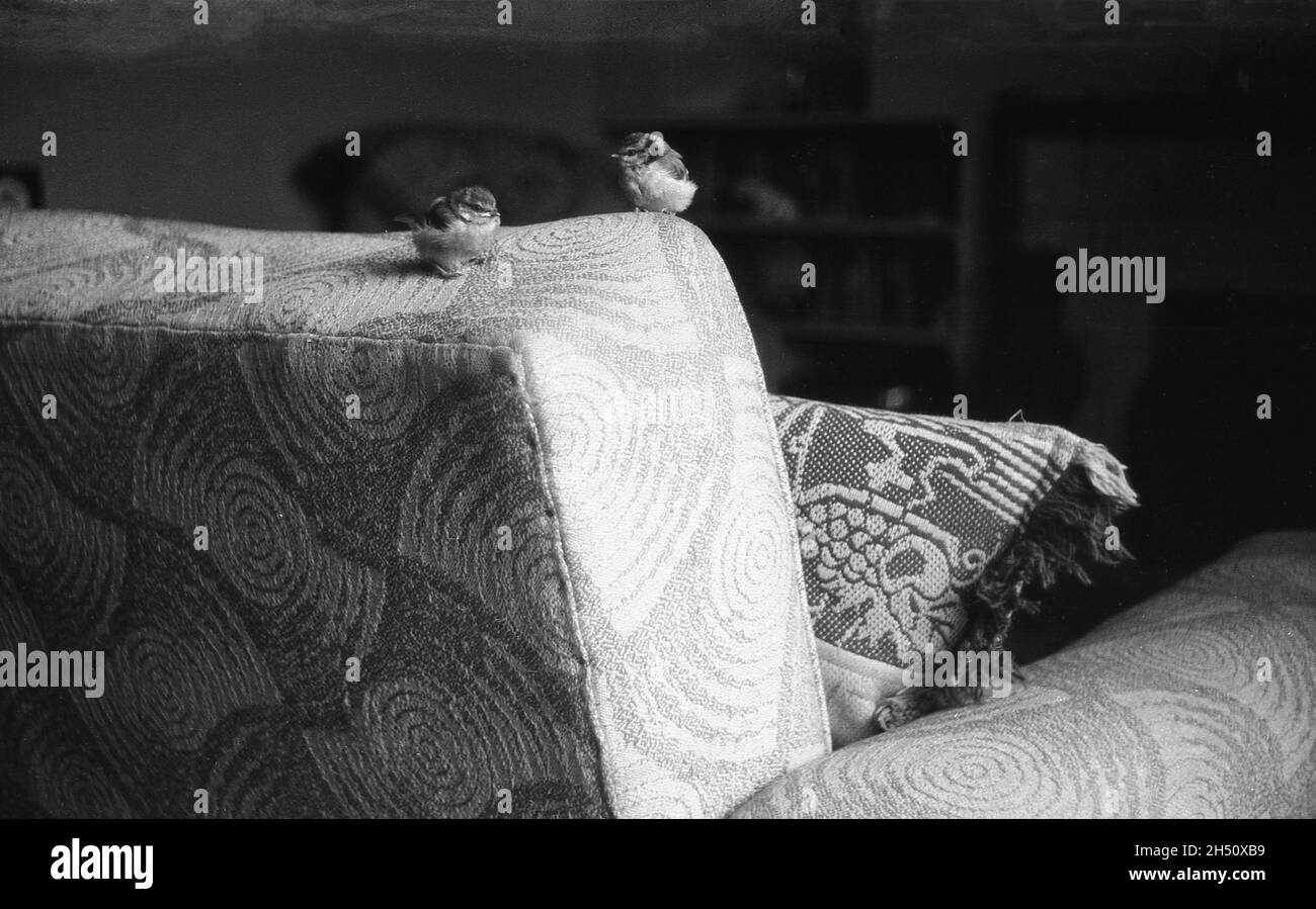 1950s, historical, inside a living room, two small baby birds, hand-reared, sitting on the top of a sofa, England, UK. Although a time consuming undertaking, hand reared birds can make excellent pets, being easier to tame and calmer around people. Stock Photo