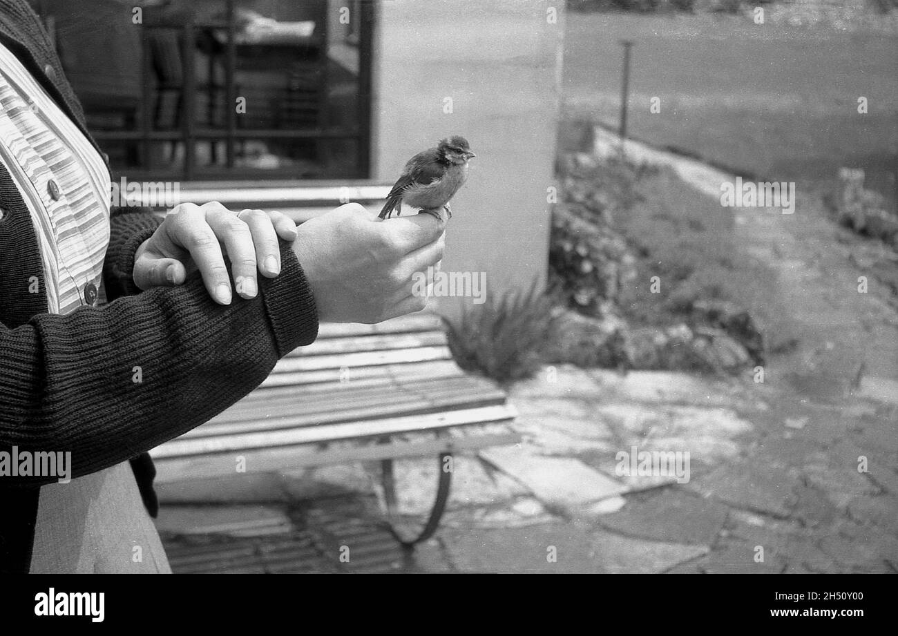 1950s, historical, outside a lady with a small bird, a baby bird, sitting on the fingers of her hand, perhaps hand-reared by the lady, England, UK. Although a time consuming undertaking, hand reared birds can make excellent pets, being easier to tame and calmer around people. Stock Photo