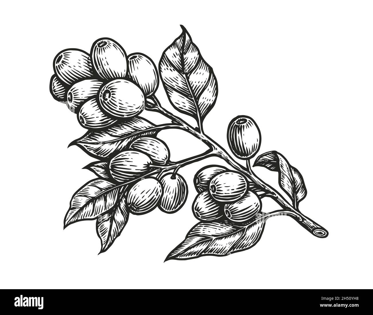 Coffee branch with leaves and beans in vintage style. Hand drawn ...