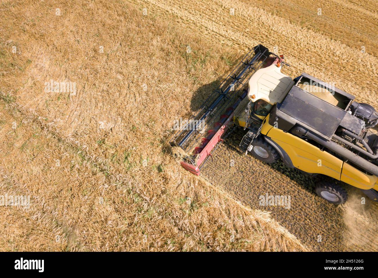 Aerial view of combine harvester harvesting large ripe wheat field ...