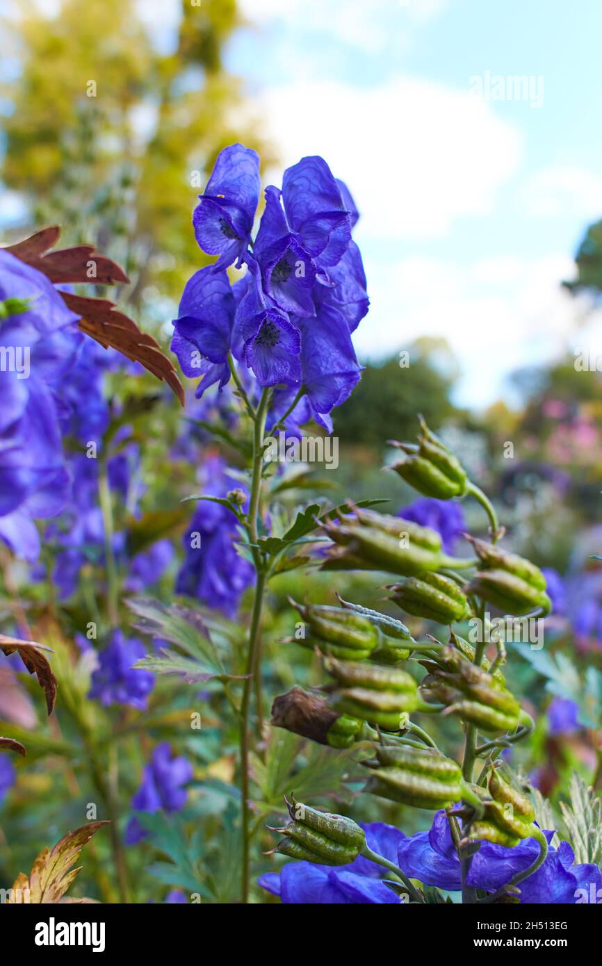 Blue helmet flowers with selective focus, springtime background Stock