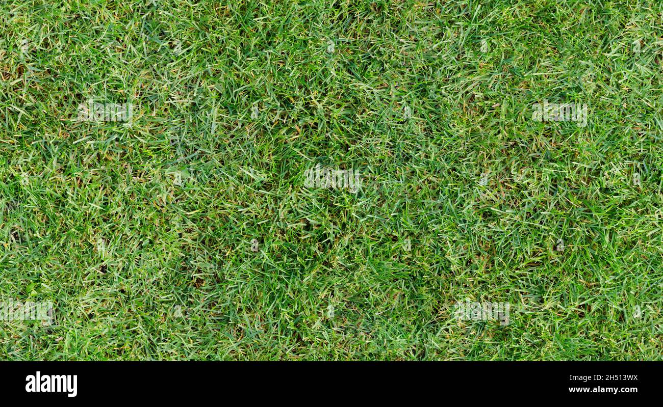 Fully seamless authentic real mown grass green background. 40 Mpix tileable both vertically and horizontally Stock Photo