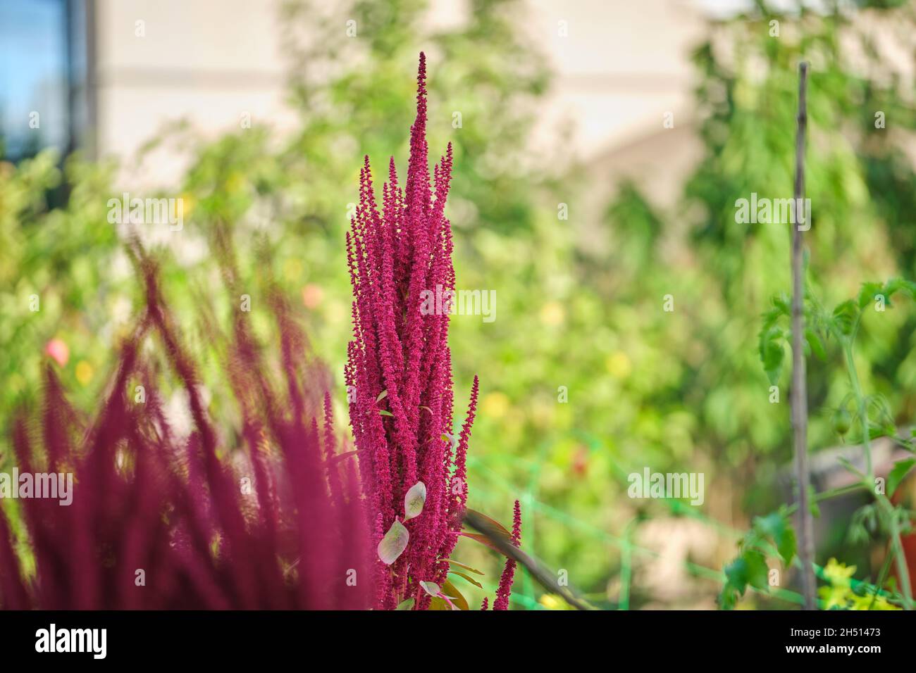 Indian red amaranth plant growing in summer garden. Leaf vegetable