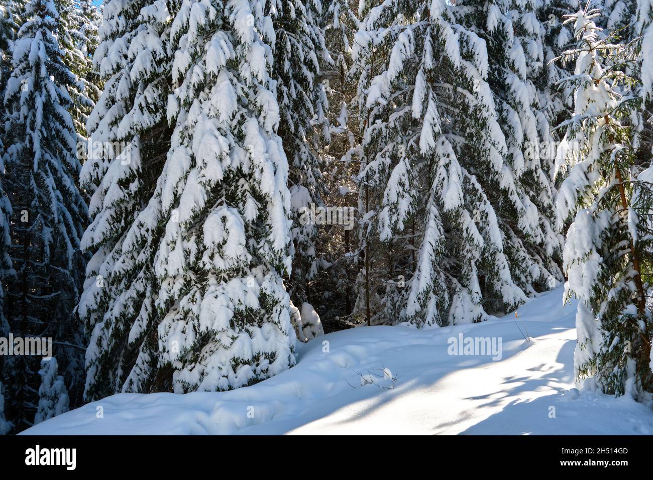 Pine trees covered with fresh fallen snow in winter mountain forest on ...