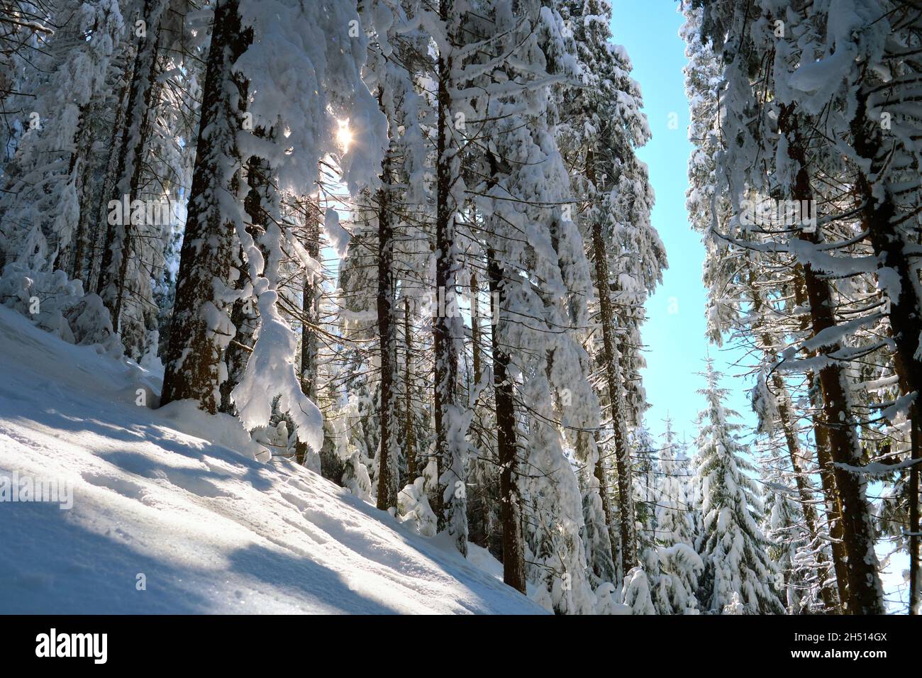 Pine trees covered with fresh fallen snow in winter mountain forest on ...