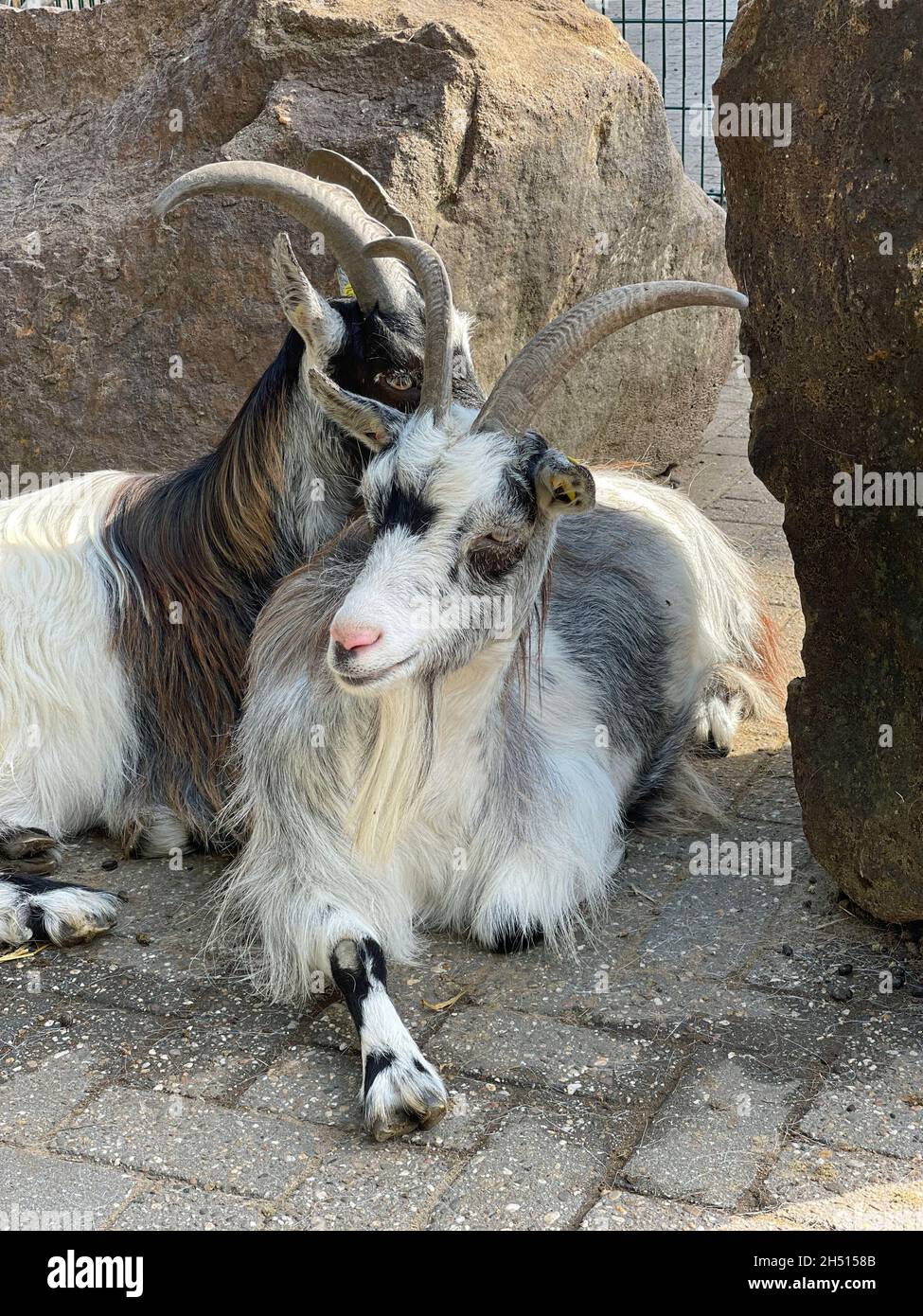 Dutch landrace goat hires stock photography and images Alamy