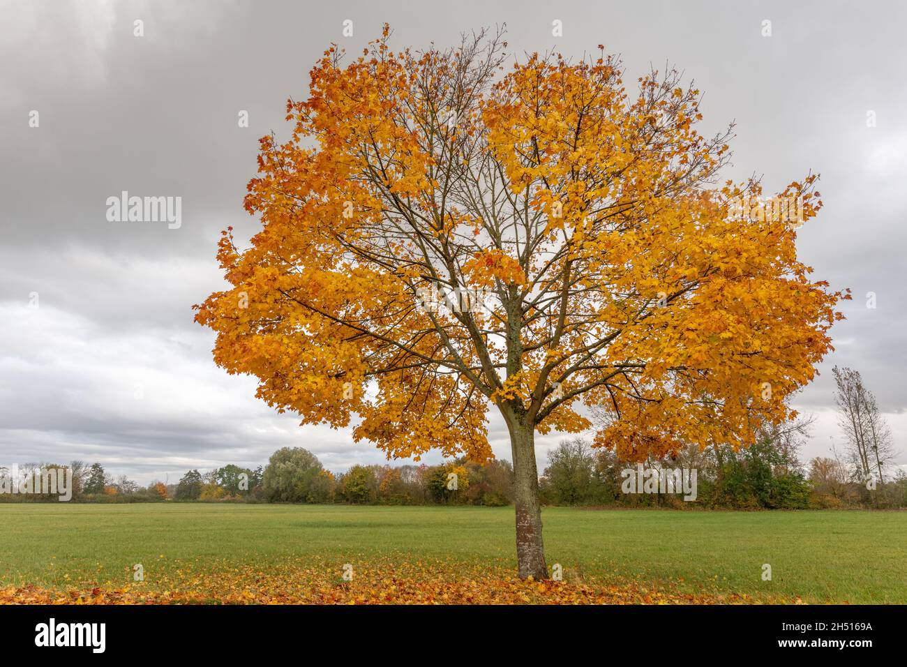 Maple tree with yellow leaves in the countryside in autumn Stock Photo ...