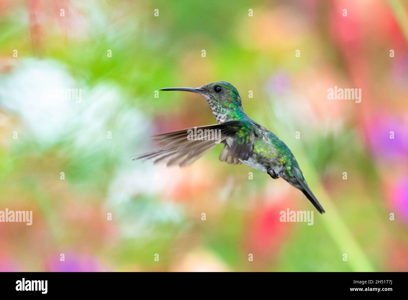 Female Blue-chinned Sapphire hummingbird, Chlorestes notata, hovering with a blurred floral background. Stock Photo