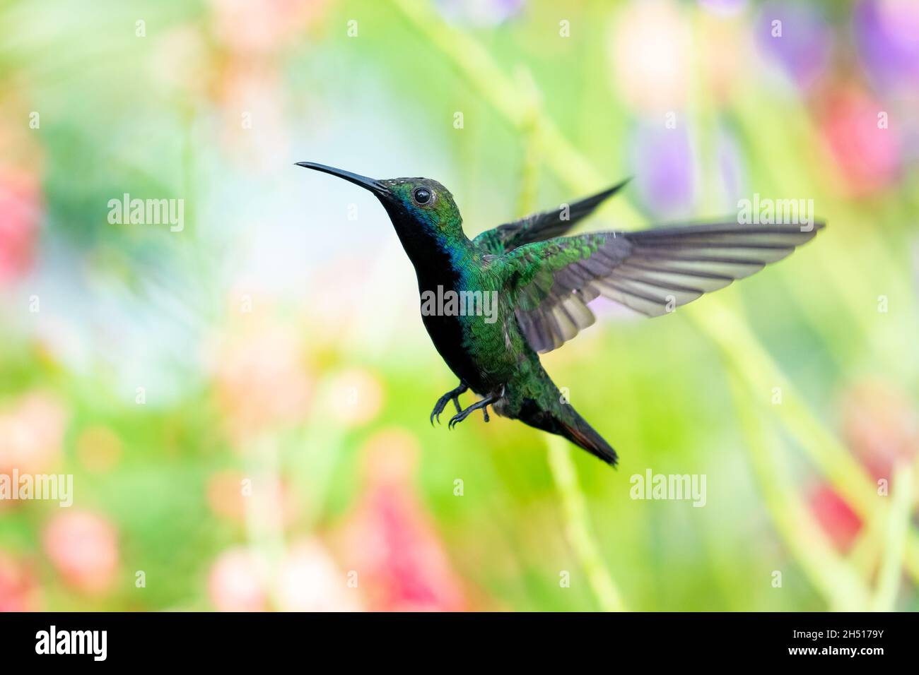 A male Black-throated Mango hummingbird hovering with a colorful blurred floral background. Stock Photo