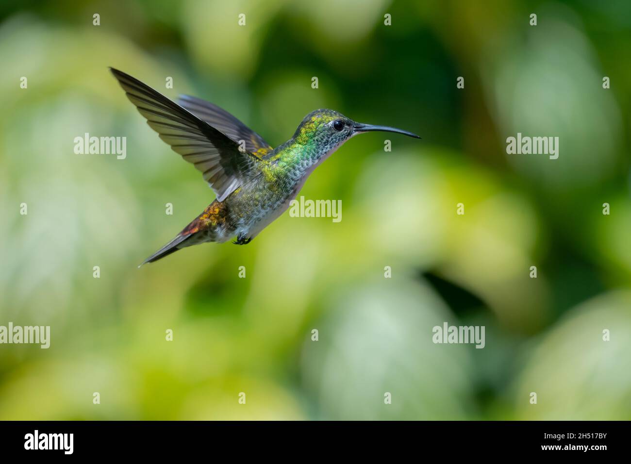 White-chested Emerald hummingbird, Amazilia brevirostris, hovering in a garden with green plants blurred in the background. Stock Photo