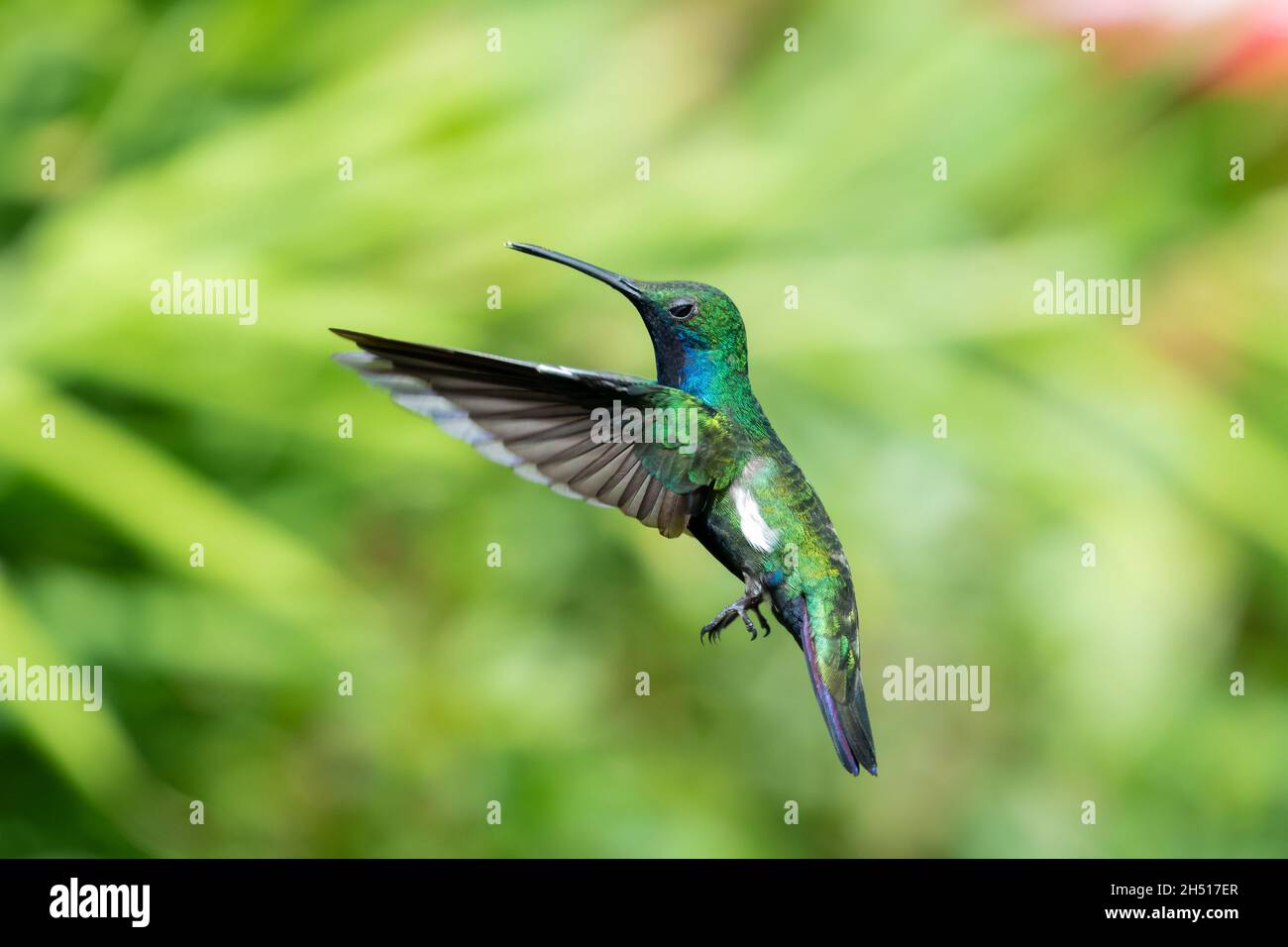 Male Black-throated Mango hummingbird, Anthracothorax nigricollis, hovering in a tropical garden in the bright sunlight. Stock Photo