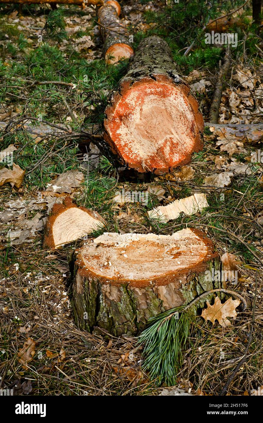Cut pine log in the forest Stock Photo