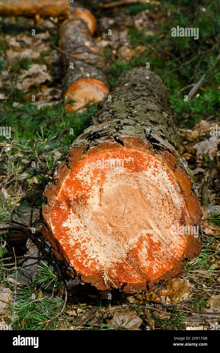 Cut pine log in the forest Stock Photo