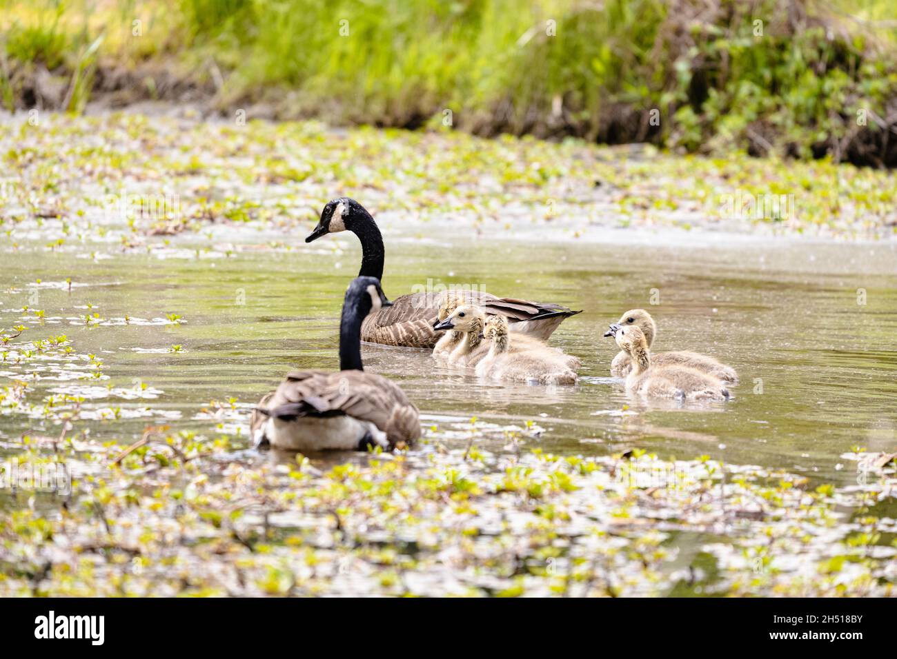 Family of geese at the Ernest L. Oros Wildlife Preserve in Avenel New Jersy USA Stock Photo Alamy