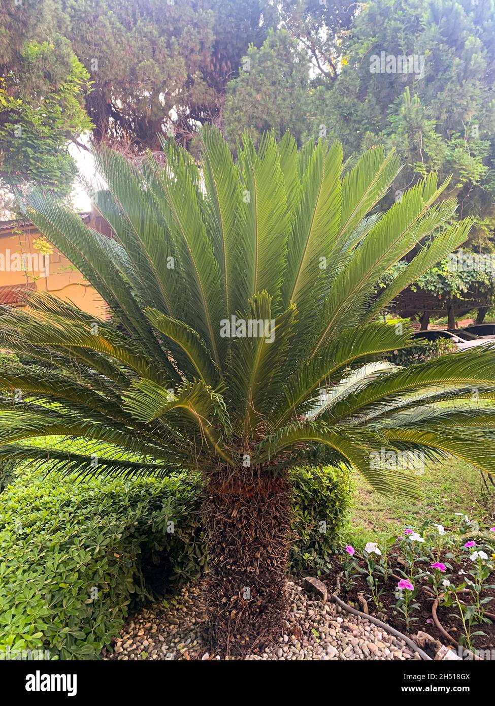 Cycas Rumphii