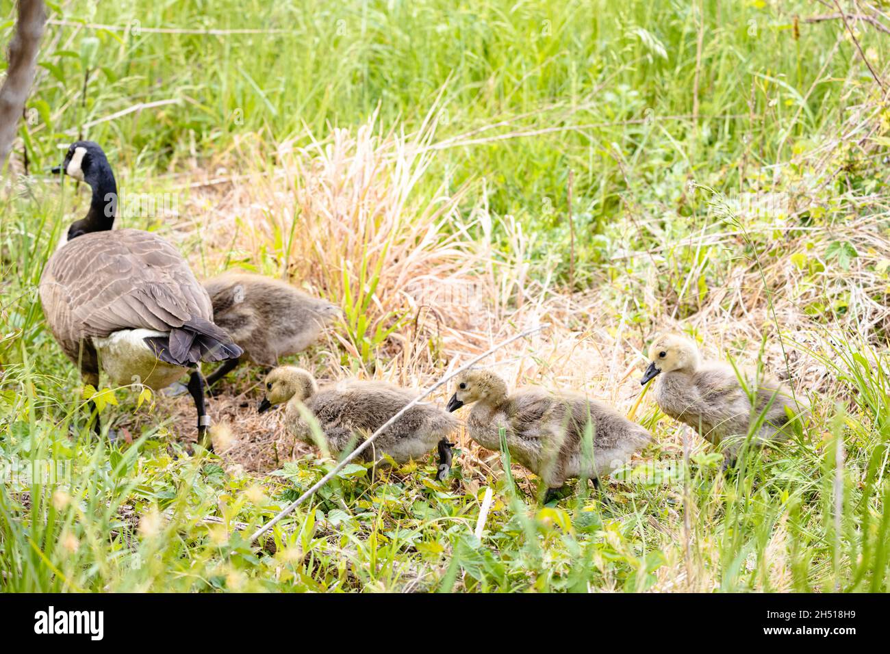 Family of geese at the Ernest L. Oros Wildlife Preserve in Avenel New Jersy USA Stock Photo Alamy