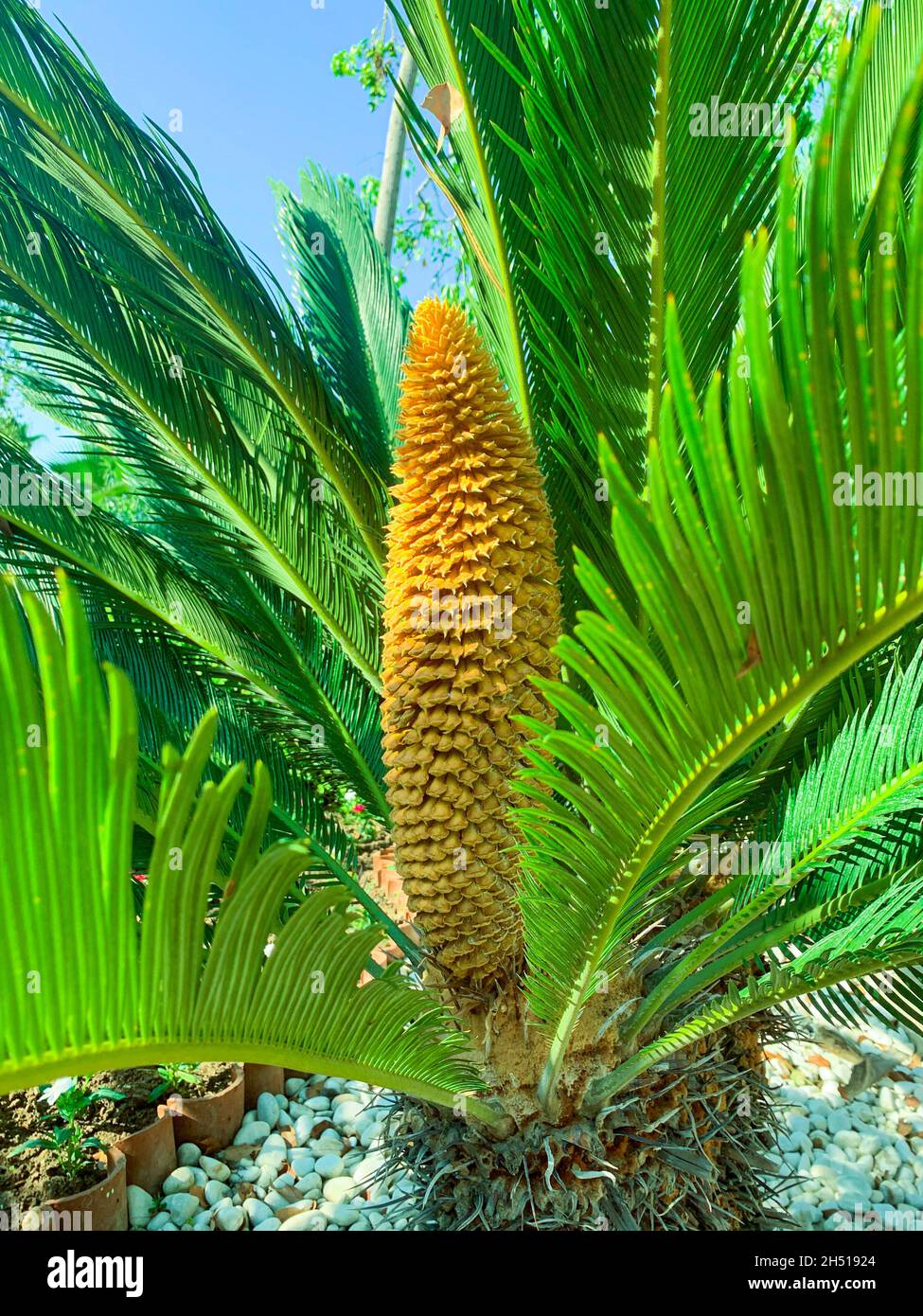 Evergreen plant Cycas rumphii cone. Studio Photo. Stock Photo