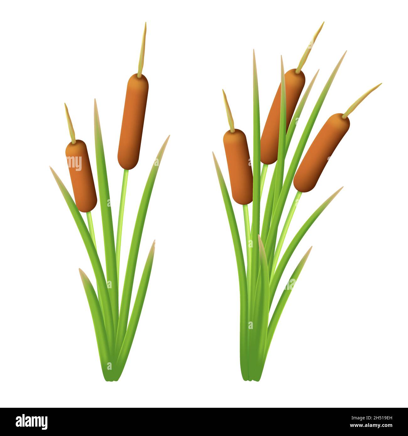 Vector set of reeds in the green marsh grass. Shrub of bulrush. Illustration of cattail or typha isolated on a white background Stock Vector