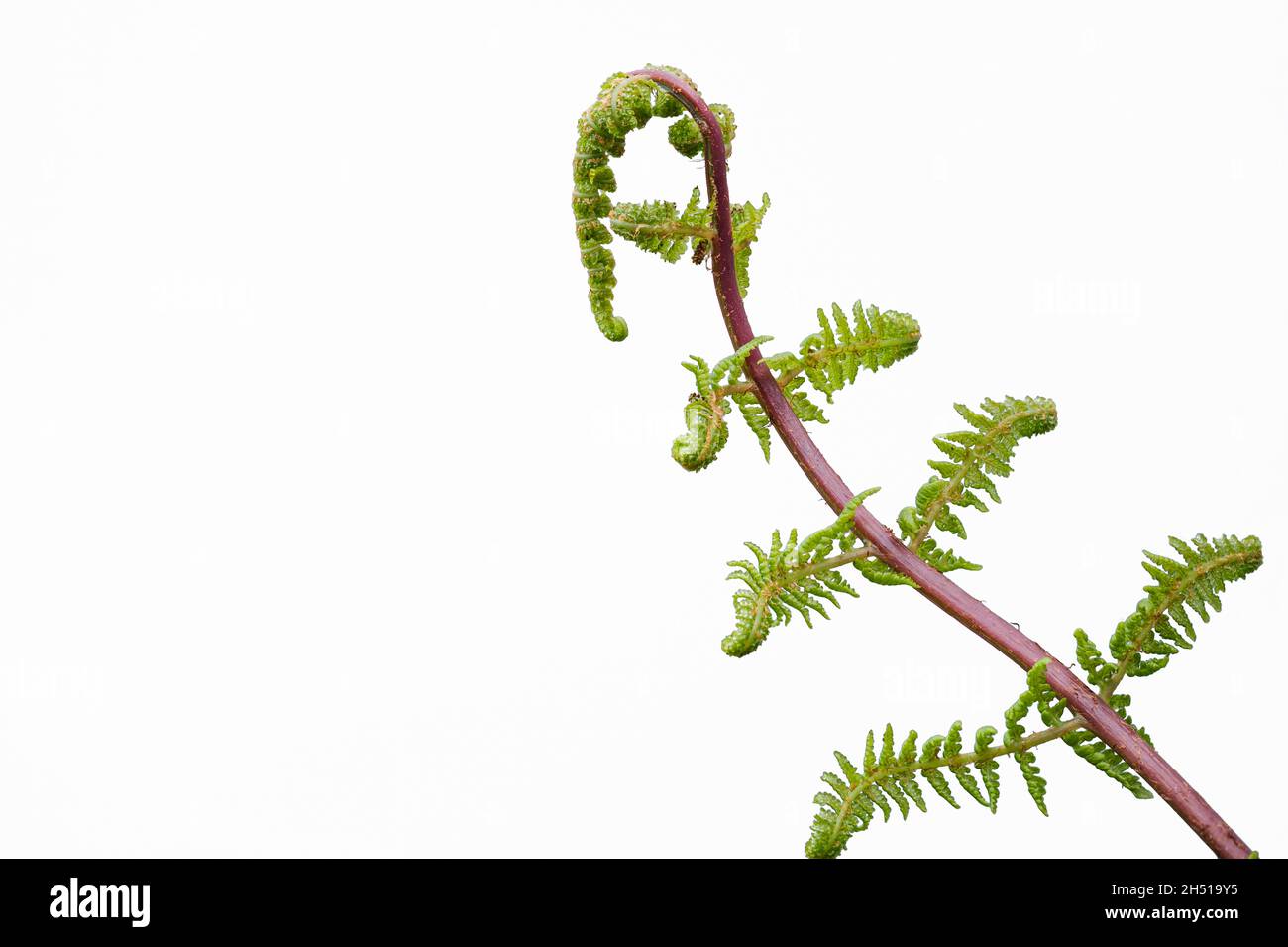 Fresh single fern leaf against a white background Stock Photo