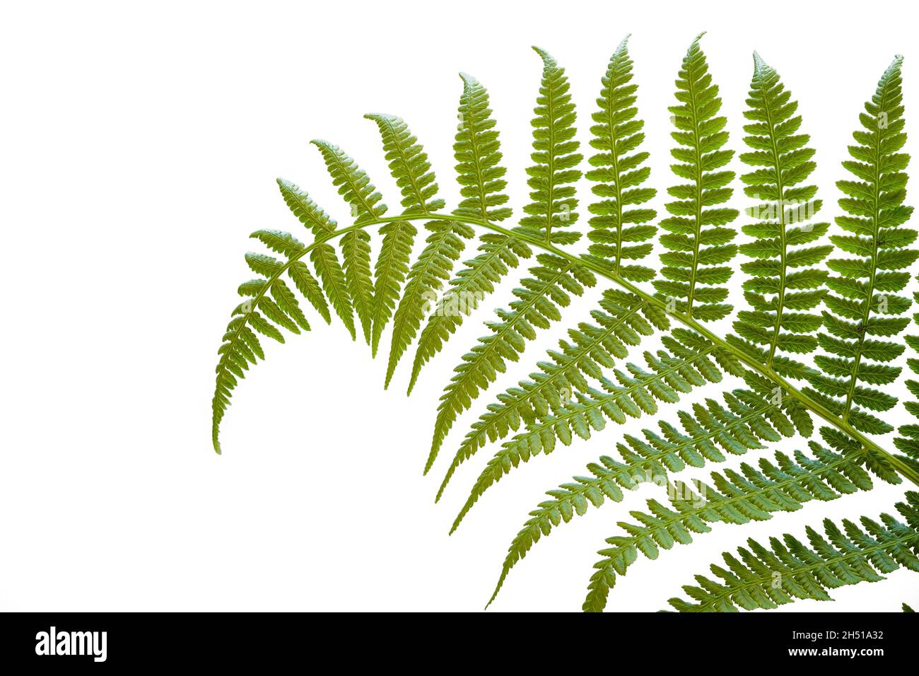 Fresh single fern leaf against a white background Stock Photo