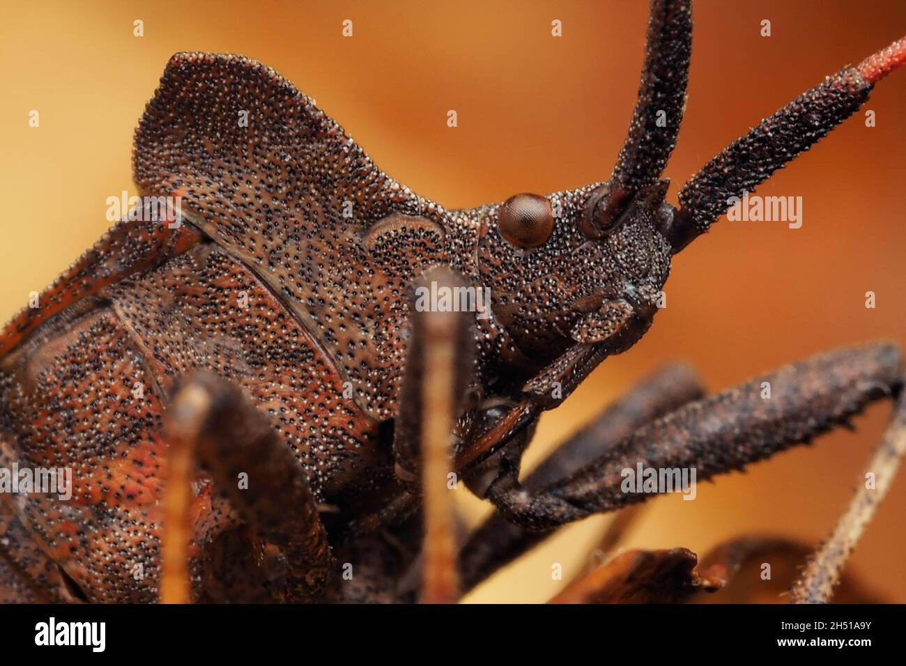 Close up of a Dock Bug (Coreus marginatus). Tipperary, Ireland Stock Photo