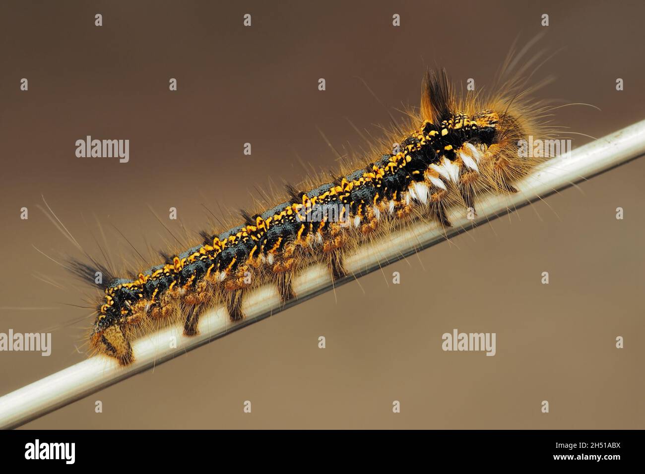 Drinker moth caterpillar (Euthrix potatoria) crawling up plant stem. Tipperary, Ireland Stock Photo