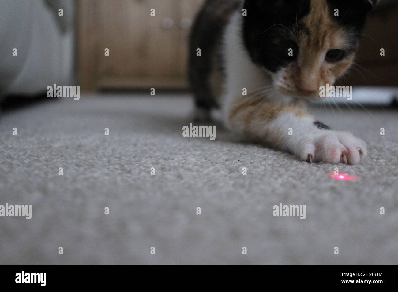 kitten laser pointer