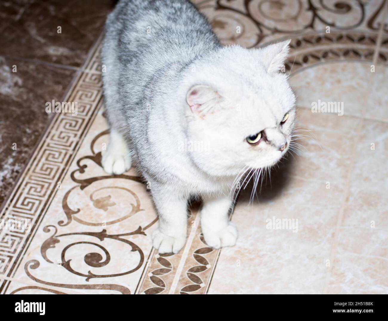British silver chinchilla cat on the floor, pet cats theme Stock Photo