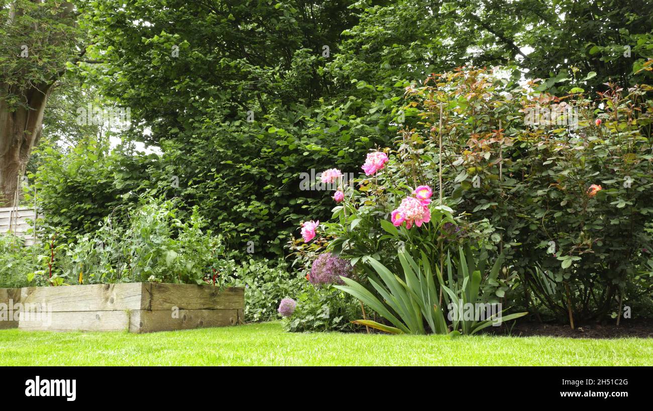 Lush garden with vegetables growing in wooden boxes and pink flowering peonies . Stock Photo