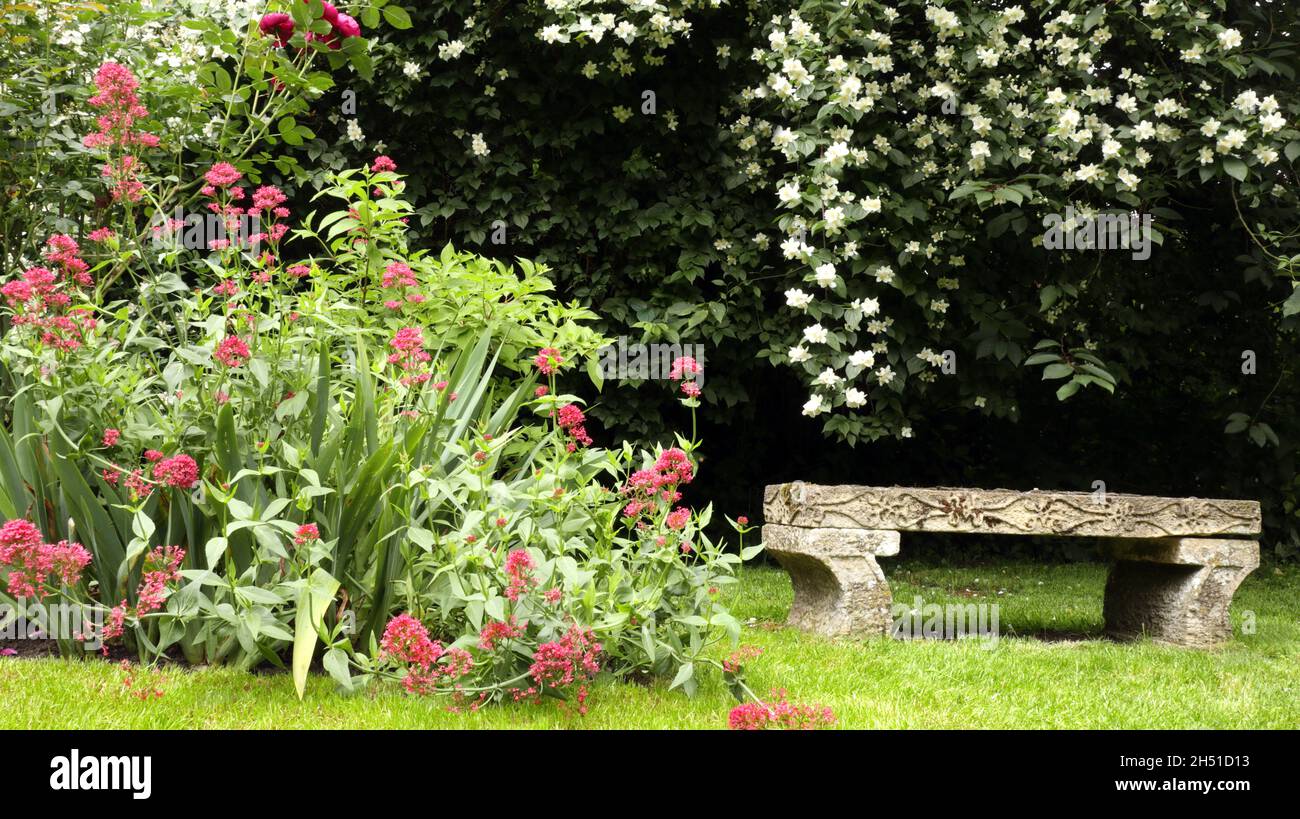 Ornamental stone bench under fragrant, white flowering jasmine bush, in secluded garden scenery . Stock Photo