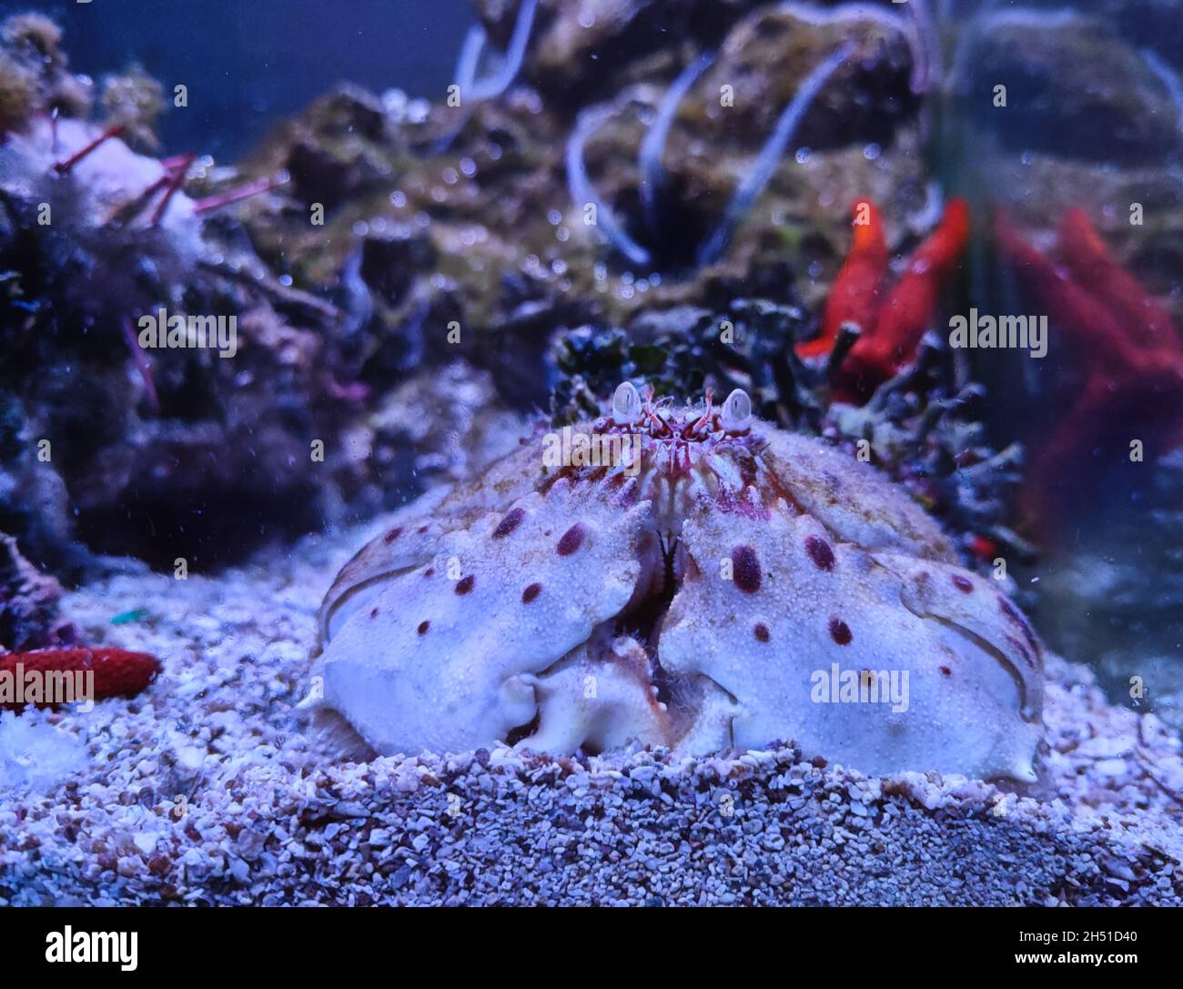 Closeup shot of Calappa granulata crab on the sand in the aquarium water Stock Photo