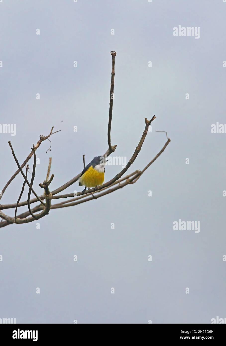 White-throated Flowerpecker (Dicaeum vincens) adult male perched on dead branch (Sri Lanka endemic) Sinharaja forest, Sri Lanka                Decembe Stock Photo