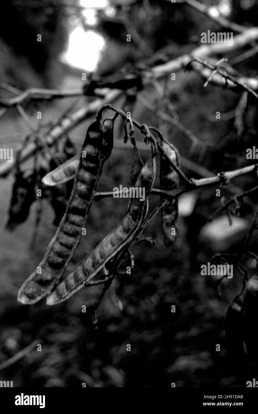 Grayscale shot of white leadtree seedpods hanging from a tree branch Stock Photo