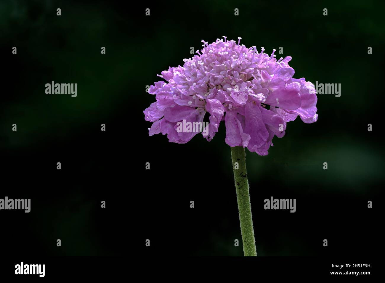 Single pink purple Scabiosa flower against a dark green background Stock Photo