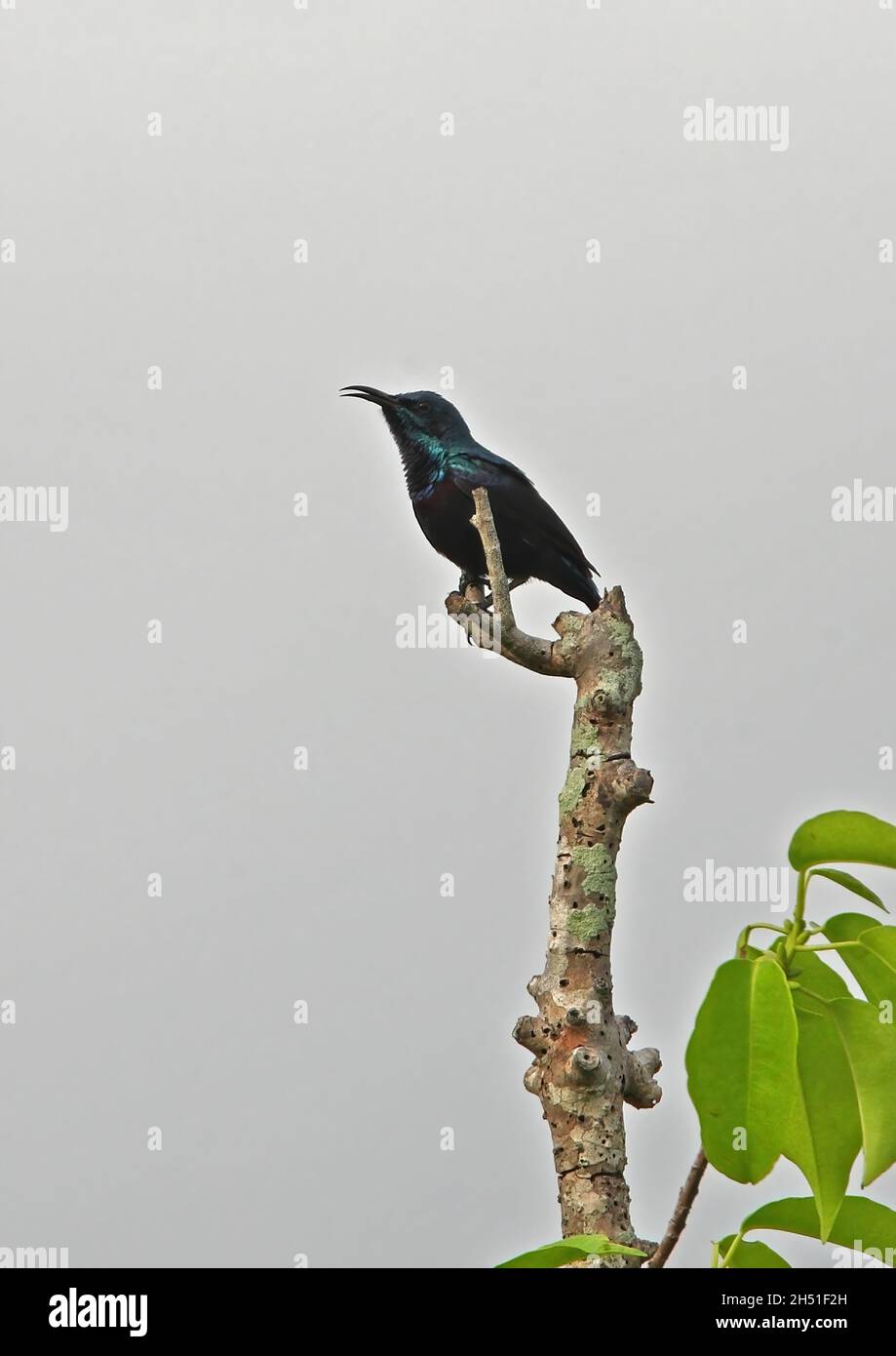 Purple Sunbird (Cinnyris asiatica asiatica) adult male singing from dead branch Sri Lanka         December Stock Photo