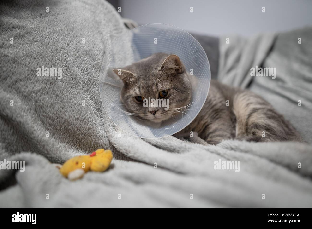 Sick gray Scottish Straight breed cat wearing pet medical collar cone Elizabethan collar to avoid licking at house. British cat after surgery at home Stock Photo