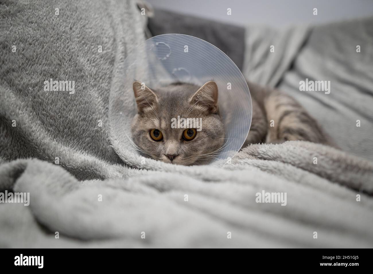 Sick gray Scottish Straight breed cat wearing pet medical collar cone