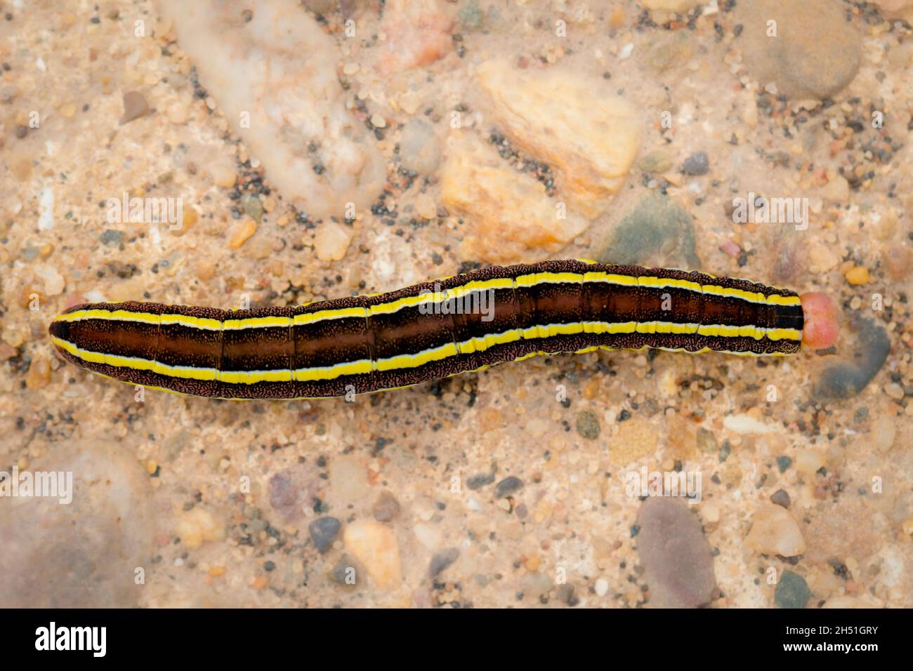 View from above of the brown pink form of the Broom Moth caterpillar with bold black and yellow stripes down its length Stock Photo
