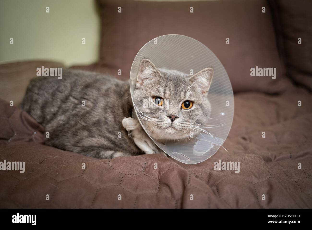 Sick gray Scottish Straight breed cat wearing pet medical collar cone Elizabethan collar to avoid licking at house. British cat after surgery at home Stock Photo