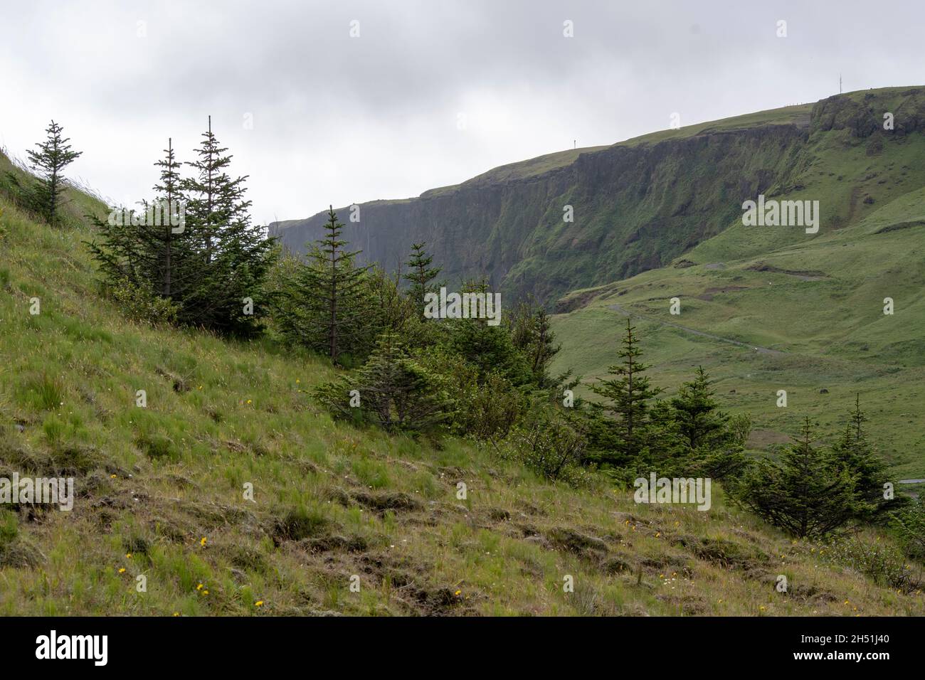 Landscape of trees on a hill in Vik Stock Photo - Alamy