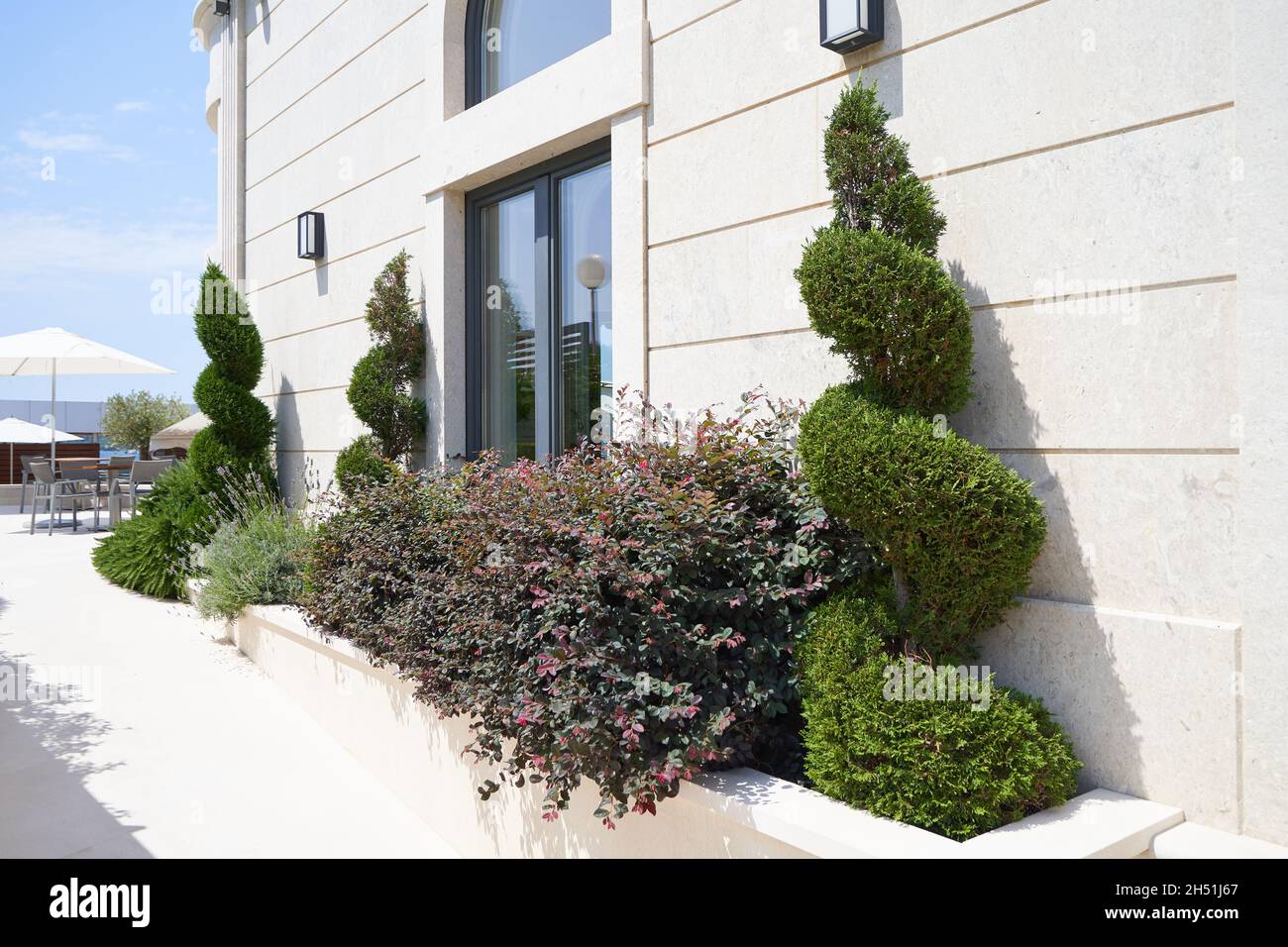 Shaped thuja and bushes at the facade of the building. Stock Photo