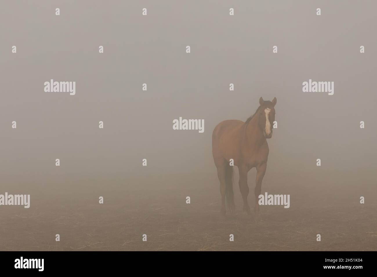 Minimalistic image of a Horse looking out of fog. Captured at