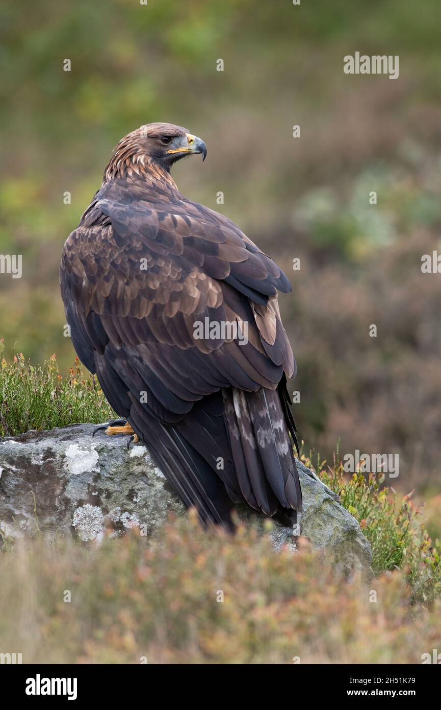 Golden Eagle (Aquila chrysaetos) perched on a large rock in heather moorland Stock Photo
