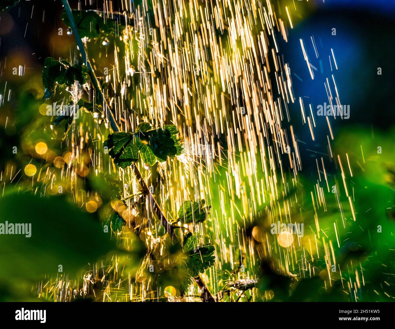 Plants leaves under a heavy rain shower with waterdrops in the golden