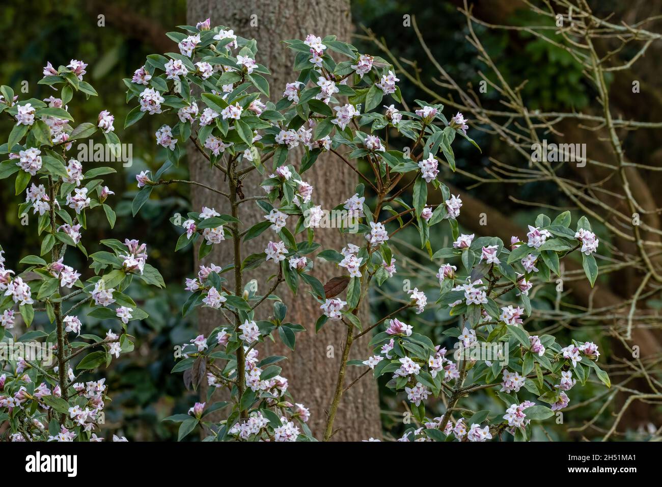 Pale pink flowers of Daphne bholua in winter Stock Photo