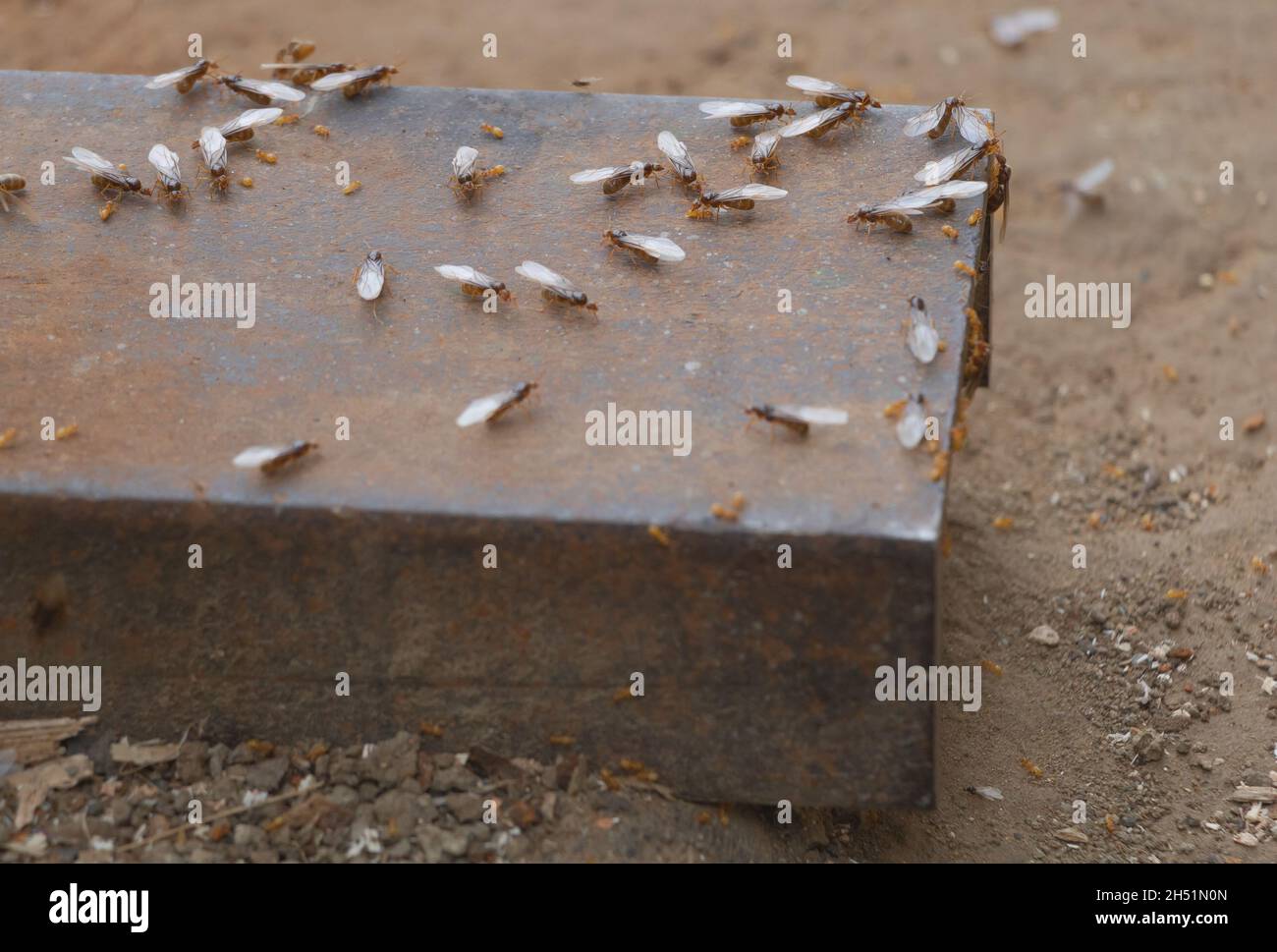 Selective focus shot of Flying Ants insects on the surface of metal which working in team. Stock Photo