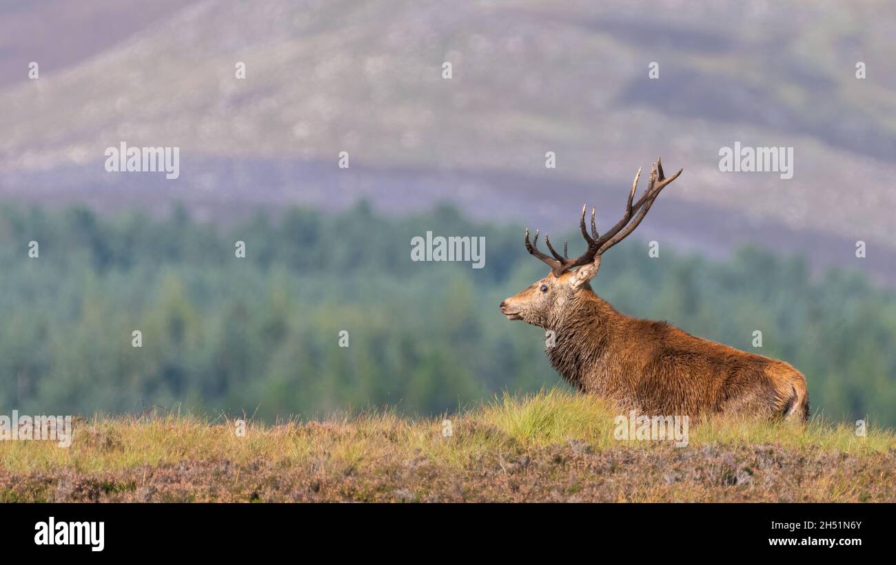 Red deer stag (Cervus elaphus) poses in front of Cairngorms landscape, Scotland Stock Photo