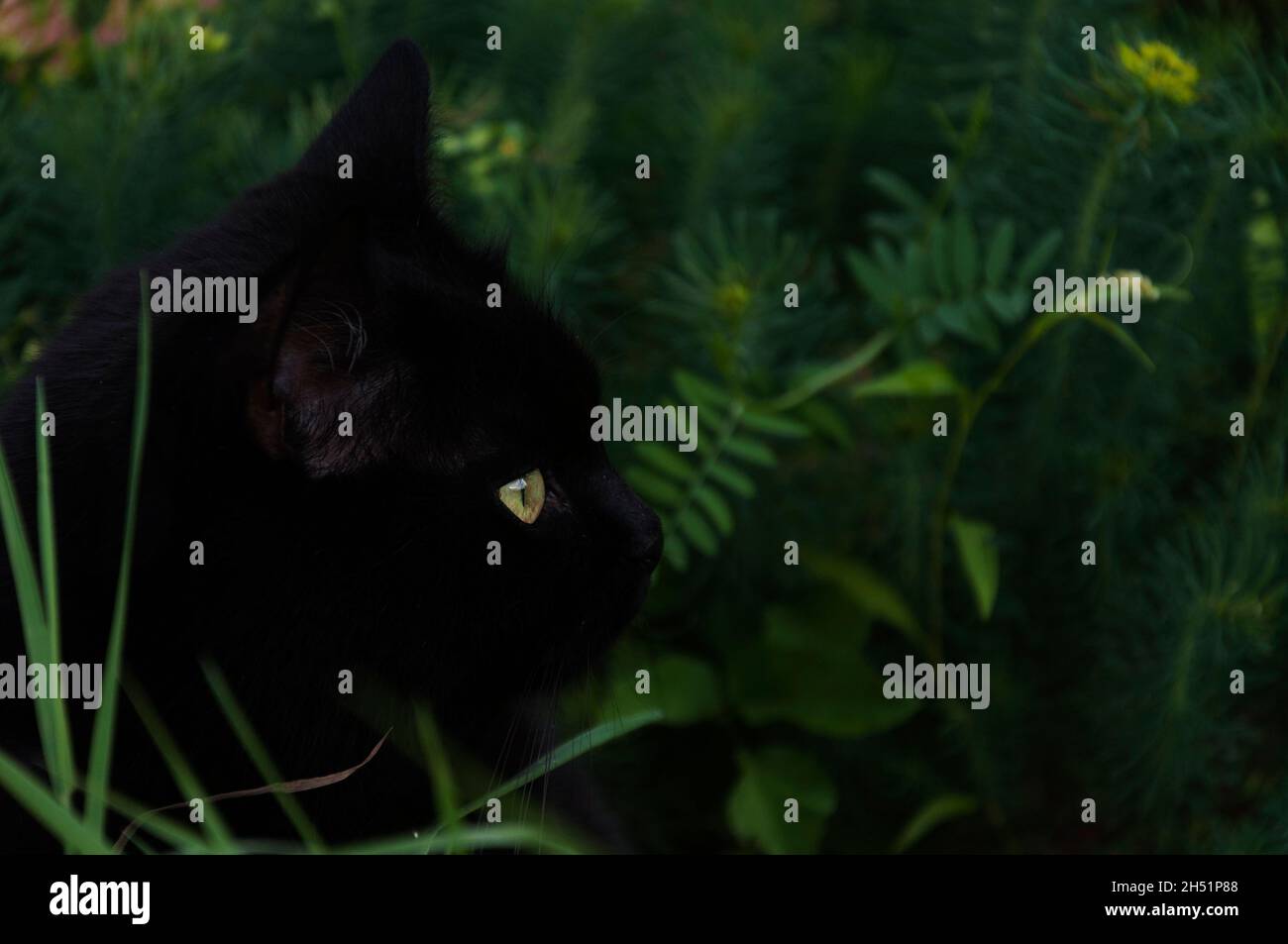 portrait of Black cat in the green grass close-up Stock Photo