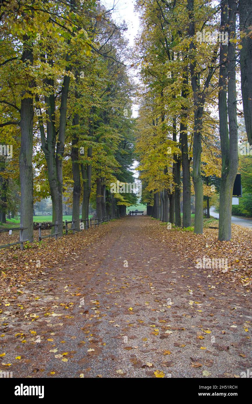 Park during autumn with tree with yellow leaves Stock Photo - Alamy