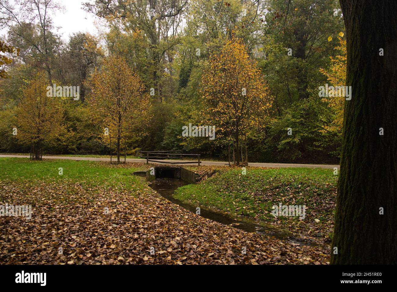 Park during autumn with tree with yellow leaves Stock Photo - Alamy
